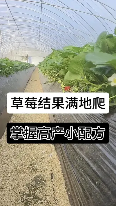 草莓结果满地爬掌握高产小配方#草莓种植管理技术和方法 #分享农业知识帮农民增产增收 #草莓种植 #草莓种植方法 #服务三农支持三农