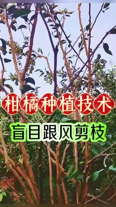 #dou上热门 柑橘剪枝不要跟风#柑橘种植 #新农人计划 #抖音助农 #农业技术推广