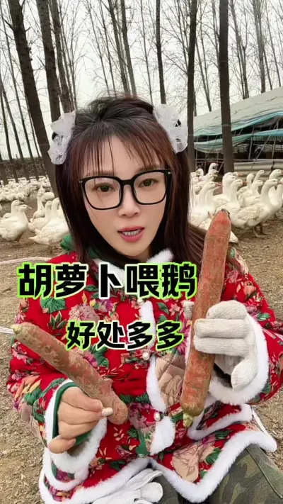 胡萝卜喂鹅   好处多多#养鹅人 #农村创业养殖 #养鹅