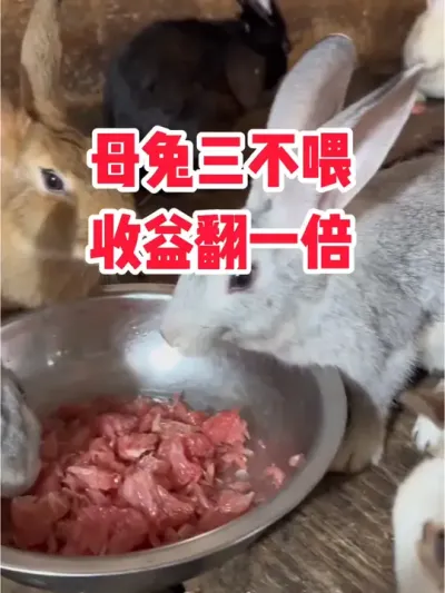 母兔三不能，收益翻一倍 #抖音三农#养兔#养殖