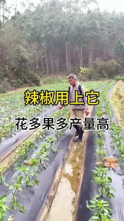 辣椒用上它，花多果多产量高 #农业种植技术 #辣椒种植 #农业种植技术
