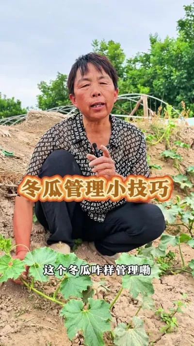 冬瓜怎样管理结的多#三农种植 #冬瓜 #三农 #蔬菜杨大姐 #蔬菜种植 @DOU+上热门 @DOU+小助手 @抖音创作小助手
