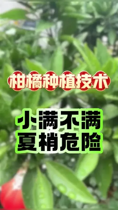 #dou上热门 小满节气柑橘种植管理要点 #柑橘种植 #砂糖橘 #爱媛38号果冻橙 #赣南脐橙