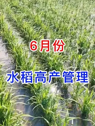 6月份水稻高产管理方案 #水稻种植交流  #农民丰收 #分享农业知识帮农民增产增收 #三农 #农业种植