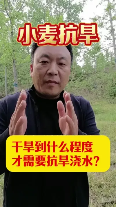 小麦干旱到什么程度才需要浇水？#小麦抗旱 #小麦浇水 #小麦管理技术