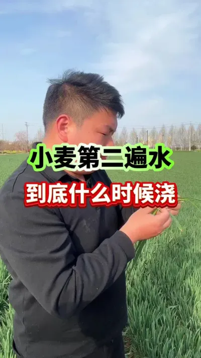 小麦的第二遍水，到底什么时候浇？ #小麦种植 #传播农业小知识 #小麦第二遍水 #小麦浇水 #种植小技巧