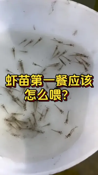 虾苗第一餐应该怎么喂#小棚养虾 #养虾人 #水产养殖 #南美白对虾 #水产人