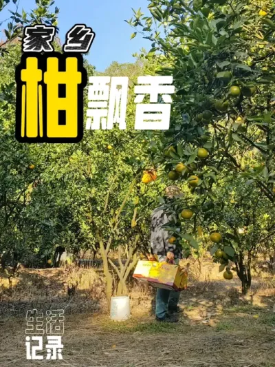 摘柑橘 十二月，柑子逐渐成熟，又到了采橘子而奔忙的季节#记录我的乡村生活