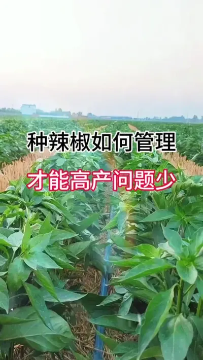 种辣椒如何管理，才能高产问题少 #三农 #辣椒种植 #农业种植