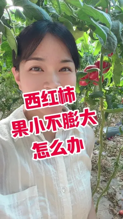 #记录我的种植生活 #西红柿种植 #果小 点个关注吧 互相学习@抖音小助手
