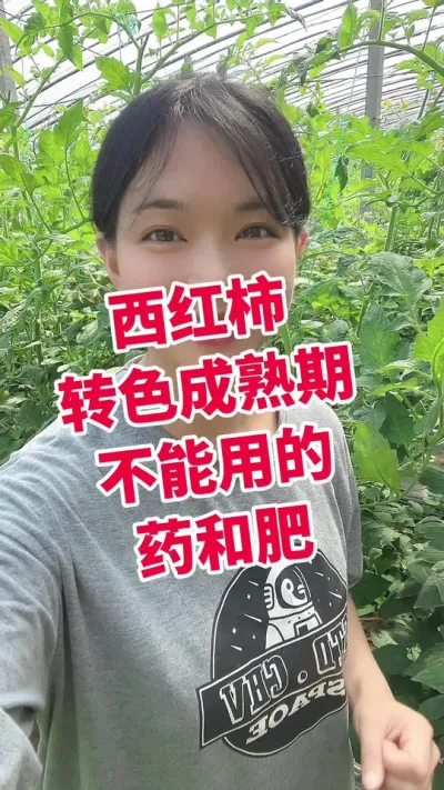 #西红柿种植 #大棚种植#番茄种植 点个关注 互相学习吧 @抖音小助手