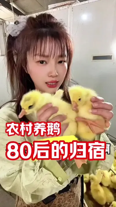 还是老老实实养鹅吧#养鹅人 #农村创业养殖 #每天分享养殖技术和经验 #养鹅