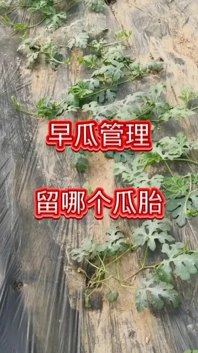#西瓜种植 #三农 #农业