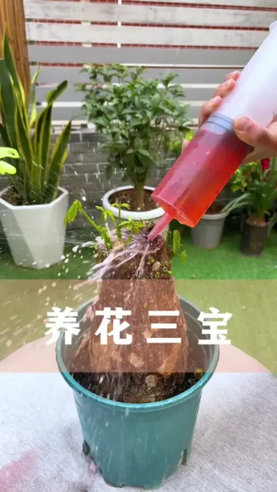 家里的几样小东西，用来养花是一绝#花卉绿植 #养花小知识 #爱生活爱养花