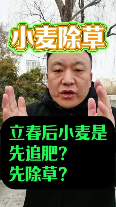 立春后小麦是先追肥还是先除草？#小麦年后管理 #小麦种植 #服务三农支持三农