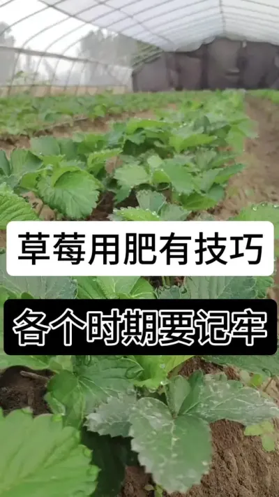 草莓用肥有技巧各个时期要记牢#草莓种植 #草莓种植方法 #草莓种植管理技术和方法 #草莓养护方法