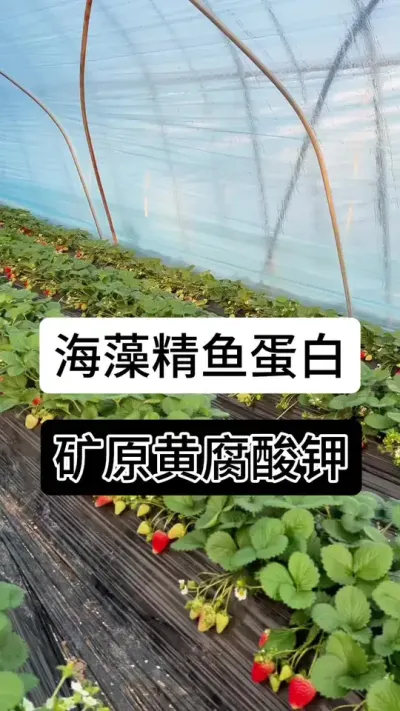 海藻精于蛋白矿原黄腐酸钾#草莓种植管理技术和方法 #草莓种植 #草莓种植方法 #服务三农支持三农 #草莓种植基地