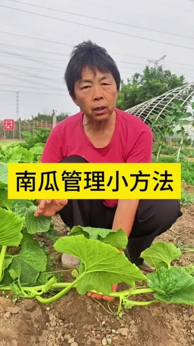 你的南瓜旺长了吗#南瓜 #南瓜旺长 #三农 #蔬菜杨大姐 #种植小技巧 @抖音创作小助手 @DOU+小助手 @DOU+上热门