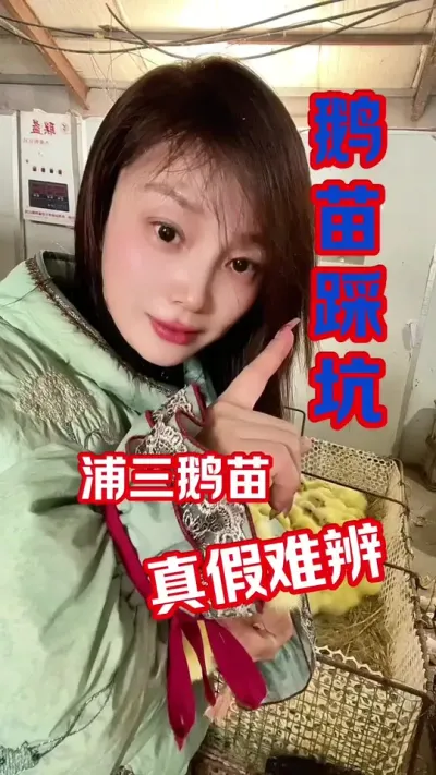 鹅苗也有挂羊头，卖狗肉# 养鹅#农村创业养殖 #养鹅人