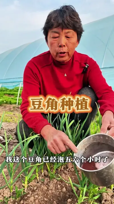 露天种植豆角#三农 #豆角种植 #每天分享蔬菜种植技巧 #豆角 #蔬菜杨大姐 @DOU+小助手 @抖音创作小助手 @DOU+上热门