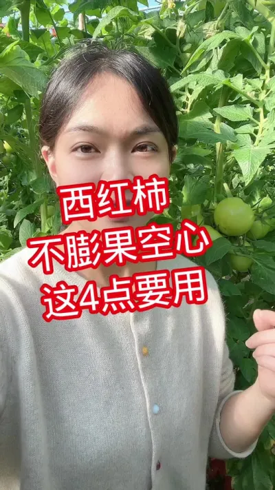 #西红柿种植#空心果#大棚西红柿 点个关注 互相学习吧@抖音小助手
