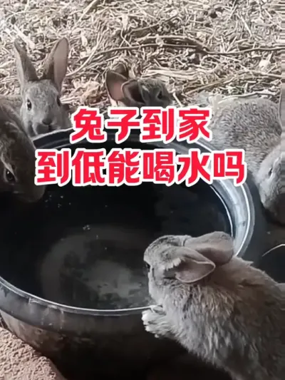 兔子到家后，到底能喂水吗 #抖音三农#养兔#养殖