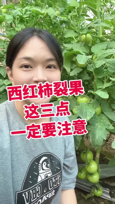#西红柿种植#西红柿裂果#裂果#大棚西红柿#露天西红柿 点个关注 互相学习吧@抖音小助手