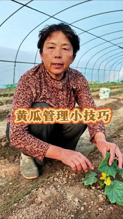 黄瓜管理小技巧，赶紧收藏起来吧！#三农 #黄瓜 #黄瓜种植 #蔬菜杨大姐 #黄瓜管理 @DOU+小助手 @DOU+上热门 @抖音创作小助手