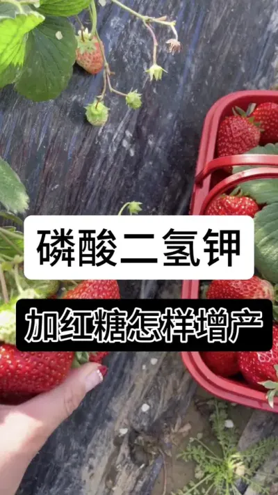 磷酸二氢钾加红糖怎样增产#草莓种植管理技术和方法 #分享农业知识帮农民增产增收 #草莓种植 #服务三农支持三农 #草莓肥料
