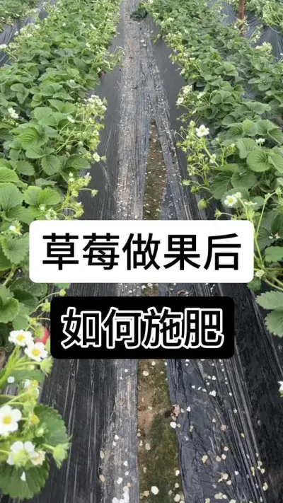 草莓做果后如何施肥#草莓种植管理技术和方法 #草莓种植 #草莓种植方法 #分享农业知识帮农民增产增收 #草莓种植基地