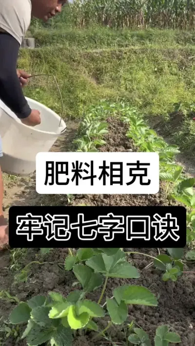 肥料相克牢记七字口诀#草莓种植管理技术和方法 #草莓种植方法 #草莓种植 #草莓种植基地 #服务三农支持三农