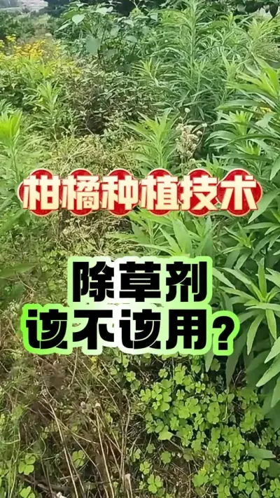 #上热门 除草剂该不该用？#柑橘种植 #除草剂 #果园杂草 #柑橘管理