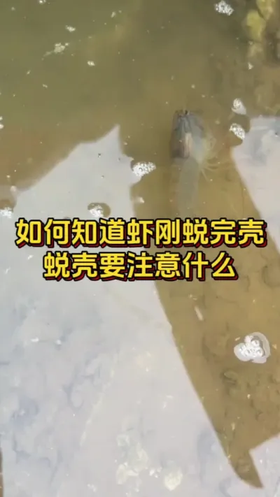 如何知道虾刚蜕完壳，蜕壳时需要注意什么#水产人 #养虾人 #水产养殖 #嘉骏集团 #嘉骏新水产