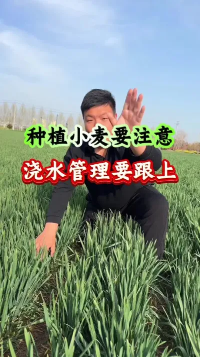 小麦进入拔节期，浇水追肥要跟上！ #小麦种植 #种植小技巧 #传播农业小知识 #清明节