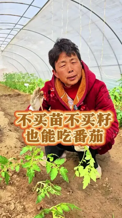 不买籽不育苗怎么才能吃上番茄？收藏起来吧！#三农 #种植小技巧 #番茄种植 #西红柿种植 #蔬菜杨大姐 @DOU+小助手 @DOU+上热门 @抖音创作小助手