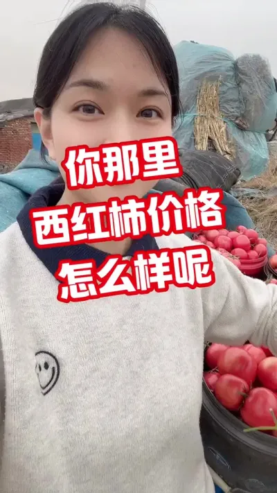 #西红柿种植#西红柿价格#记录种植生活