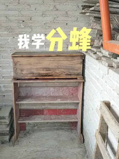 我学分蜂 蜜蜂养殖，学习分蜂#蜜蜂分蜂 #中蜂土养 #新农人计划2025