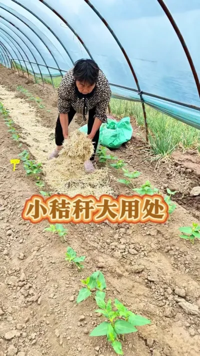 小秸秆大用处，赶紧利用起来吧#三农 #秸秆 #蔬菜杨大姐 #种植小技巧 #蔬菜种植 @抖音创作小助手 @DOU+小助手 @DOU+上热门
