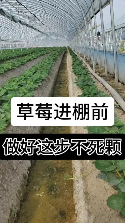 草莓进棚前做好这步不死颗#草莓种植管理技术和方法 #分享农业知识帮农民增产增收 #草莓种植 #草莓种植方法 #种草莓的方法