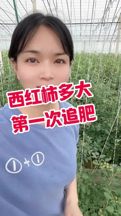 #记录我的种植生活 #西红柿种植 #番茄种植 点个关注 互相学习吧 @抖音小助手