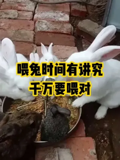 喂兔时间有讲究，千万要喂对#抖音三农#养殖#养兔