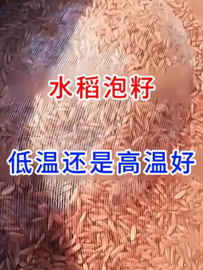 水稻泡籽低温还是高温好 #农业种植  #种植小技巧  #分享农业知识帮农民增产增收  #水稻种植交流