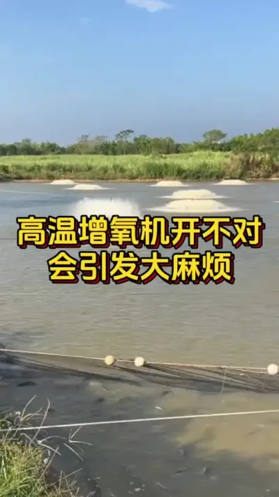 高温增氧机开不对，会引发大麻烦#对虾养殖 #南美白对虾 #养虾人 #嘉骏新水产 #嘉骏集团