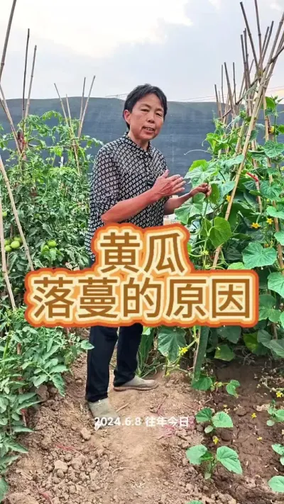 黄瓜落蔓的原因，黄瓜是不打顶的#黄瓜 #黄瓜管理 #三农 #蔬菜杨大姐 #种植小技巧 @DOU+上热门 @抖音创作小助手 @DOU+小助手