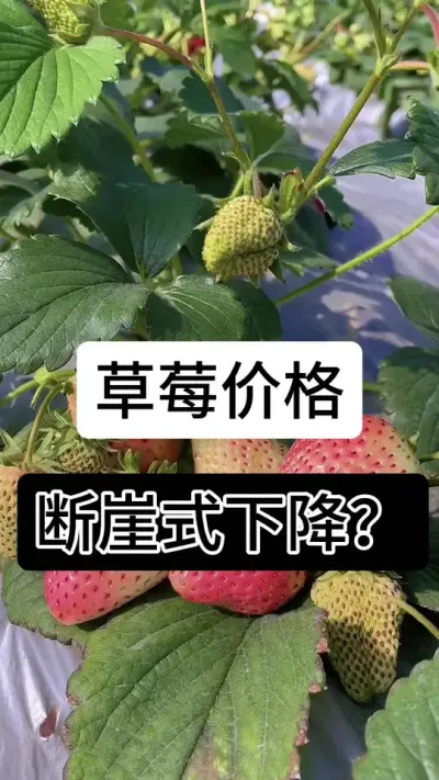 草莓价格断崖式下降#草莓种植 #草莓种植基地