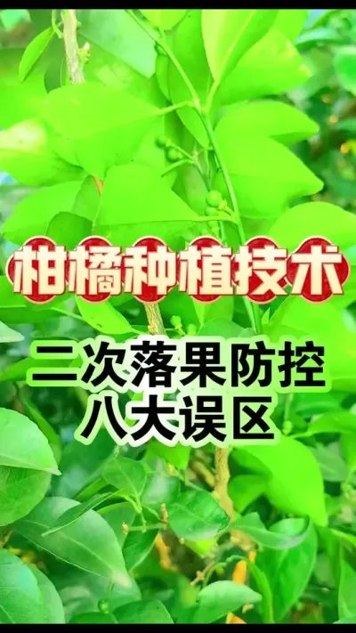 #dou上热门 【柑橘二次落果8大坑！老司机教你保果绝招】#柑橘种植 #沃柑 #增产增收才是硬道理 #农业技术