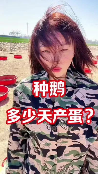 种鹅多少天产蛋#农村创业养殖 #养鹅人 #三农 #养殖不易每天记录