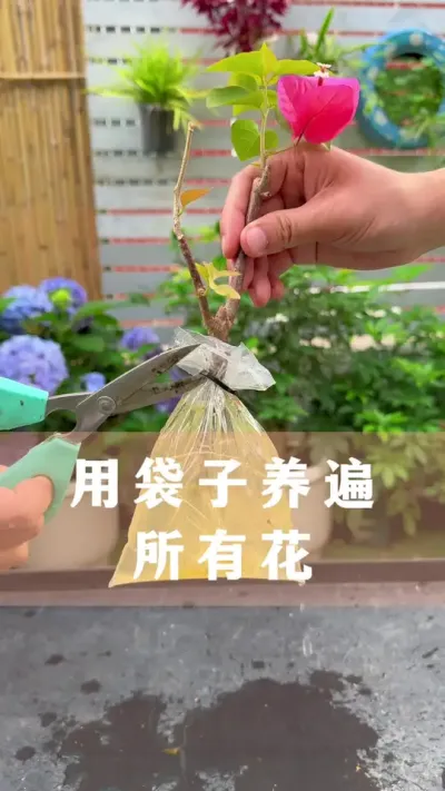 用袋子轻松养花的妙招#花卉绿植 #养花小知识 #爱生活爱养花 #分享养花经验