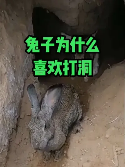 兔子为什么，喜欢打洞#抖音三农#养兔#养殖