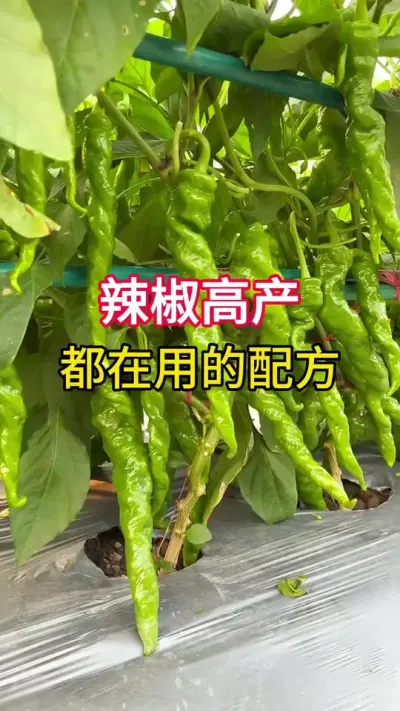 辣椒高产，都在用的配方 #三农 #农业种植 #辣椒种植技术